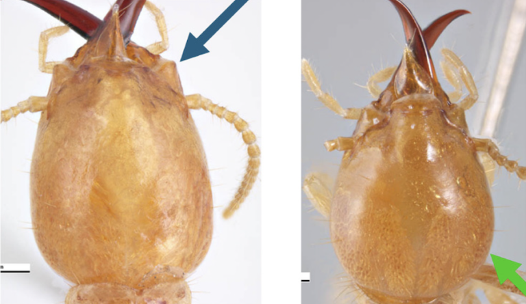 Coptotermes head comparisons