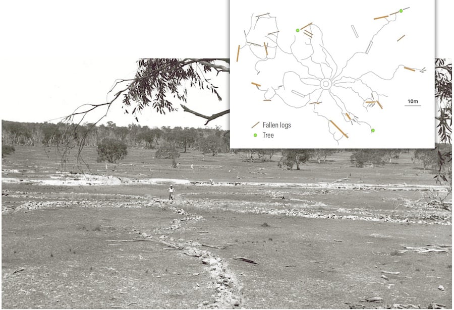 Excavated Termite Nest