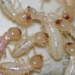 An individual termite being cannibalised by other termites