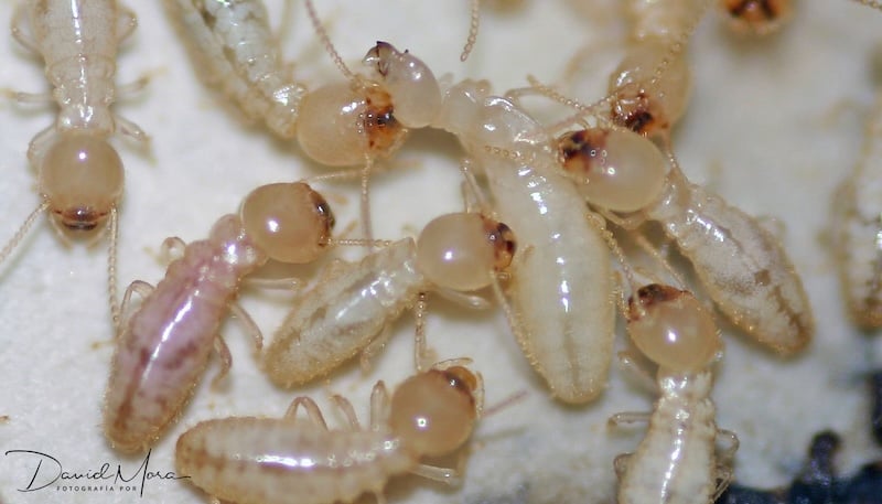 An individual termite being cannibalised by other termites