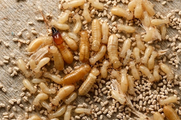 A group of western drywood termites