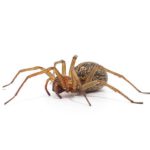 Spider resting on surface