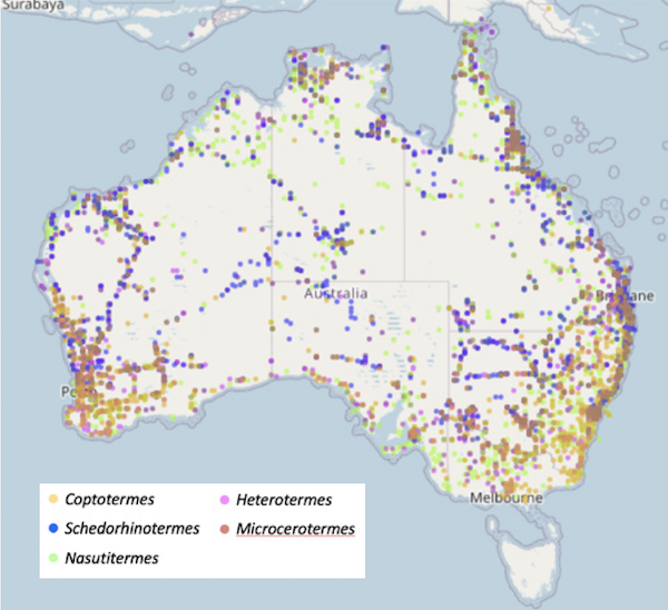 Termite distribution Australia