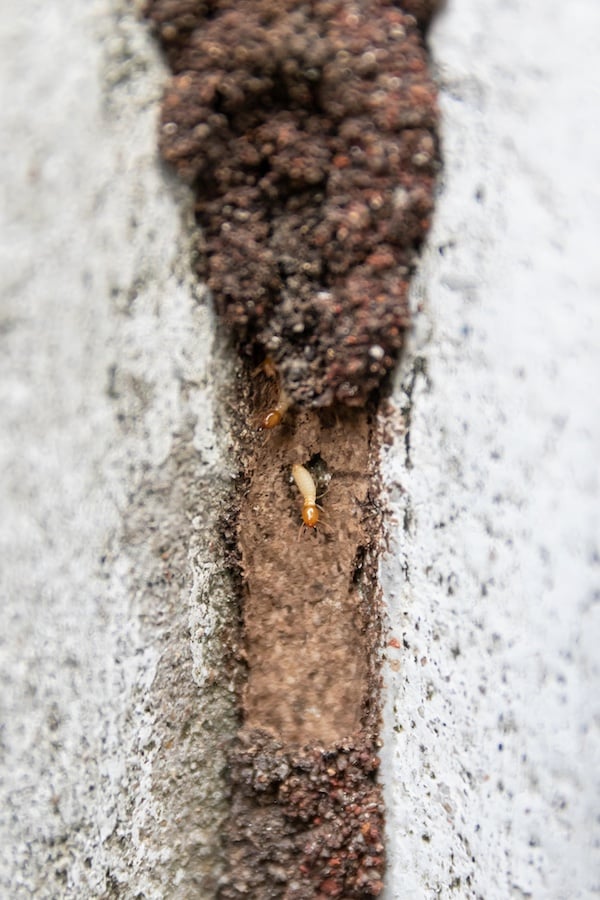 Termite mud tube a termite entry point that should be monitored during a treatment