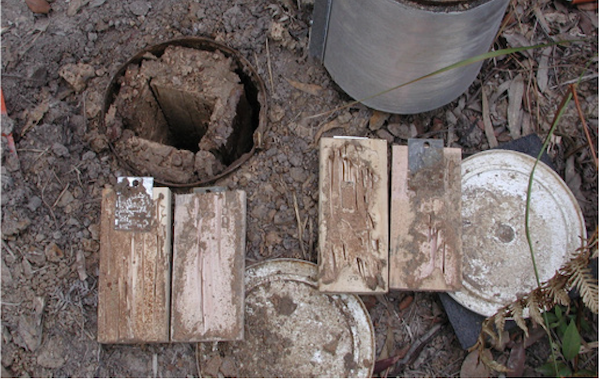 Termite wood consumption study