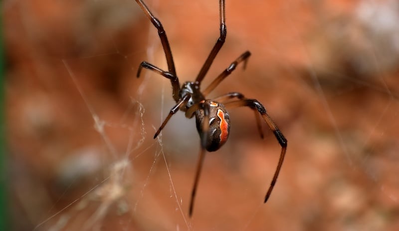 Redback Spider (Latrodectus hasseltii) in its web