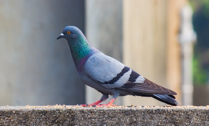A rock dove sitting on a concrete ledge