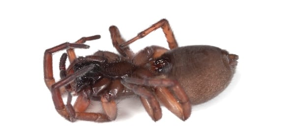 Dead spider on a white background, with legs in a curled up position