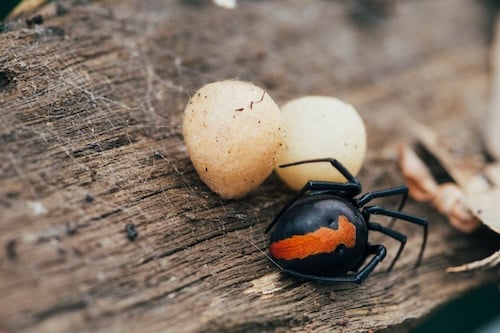 Adult female redback spider with egg cases