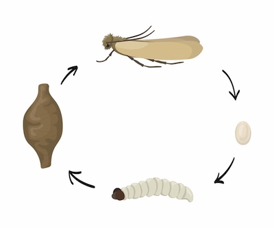 Life cycle of a textile moth showing the four stages: egg, larva, pupa, adult