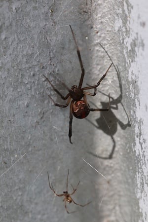 Smaller male redback in its web with a juvenile female, showing incompletered stripe and white markings