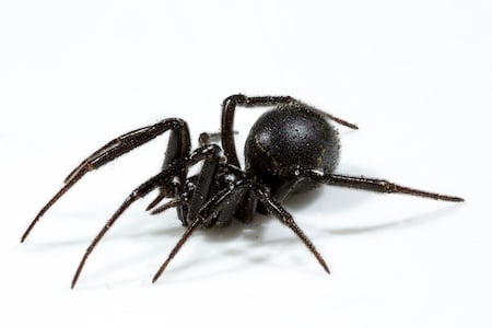 Black cupboard spider (Steatoda capensis) on a white background