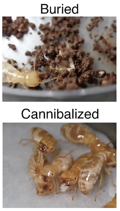 A split image showing termites being buried (top) and cannibalised (bottom)