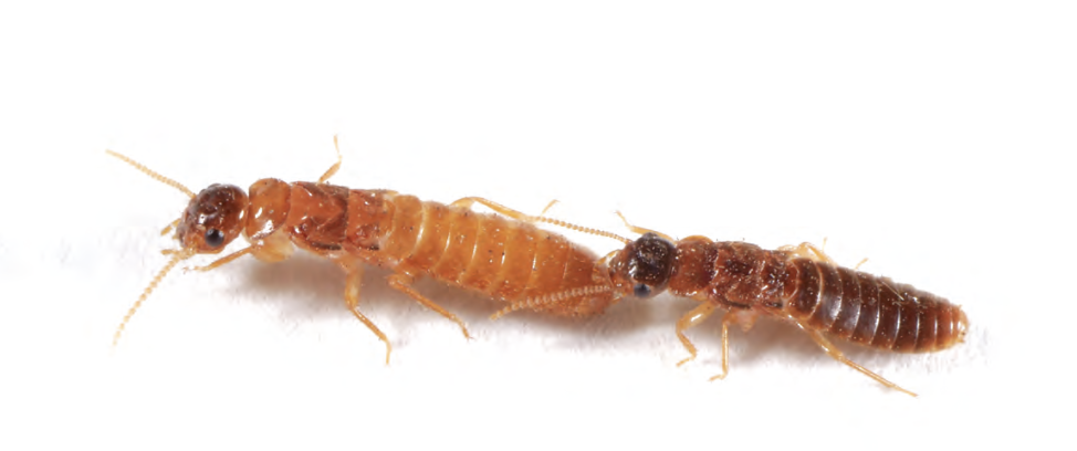 Coptotermes alates forming a tandem pair
