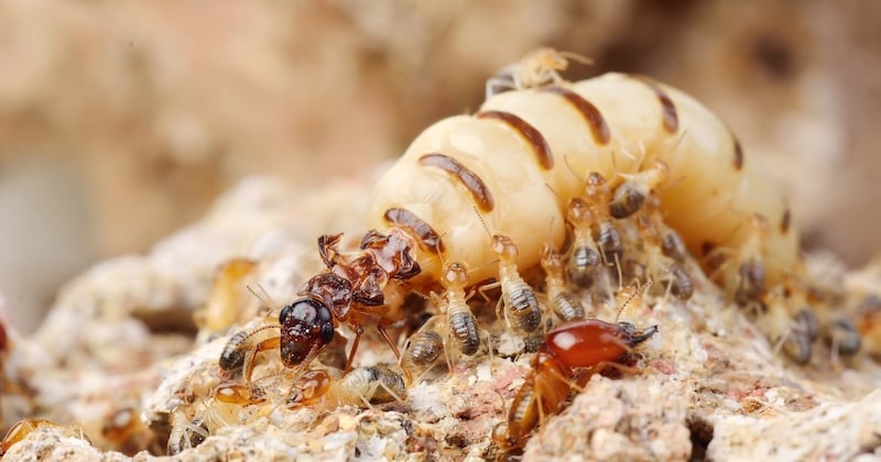 Close up of a termite queen being tended by termites