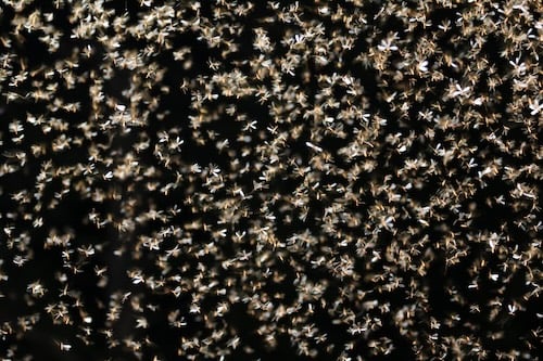 Termite alates flying in a swarm against a dark background